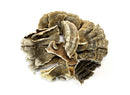 Turkey Tail Mushroom : Trametes versicolor