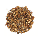 Kola Nut :  Cola Nitida