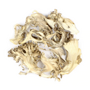 Maitake : Grifola Frondosa