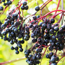 Elderberry Syrup