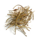 Pine Tree Needles : Pinus Pungens