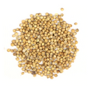 Coriander : Coriandrum Sativum