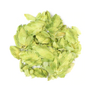 Hops : Humulus Lupulus