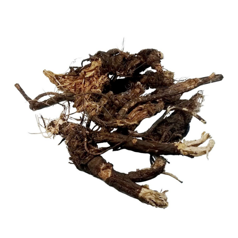 Osha Root : Ligusticum Orteri