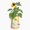 Sunflower Garden in a Bag